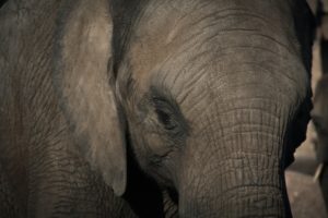 elephant-670645_1920