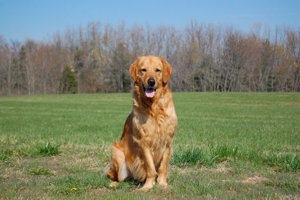 My family dog Tucker