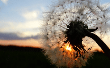 Make-A-Wish Journey: Waiting on Wish Granters