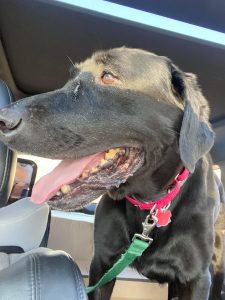 Bud the black lab is happy to have a sunny car ride away from the shelter. 