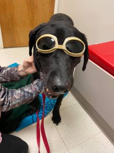 Here is Bud the black lab wearing googles ahead of his laser treatment. 