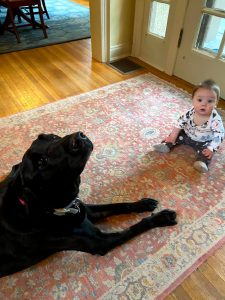 Bud the black lab bonds with infant Harrison who will honor him on Pet Remembrance Day.