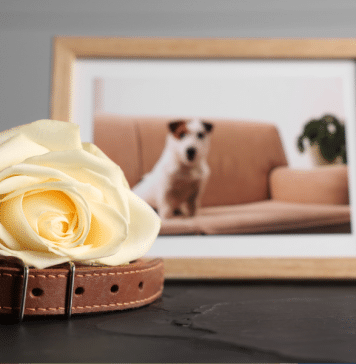 Coping with the Loss of a Pet