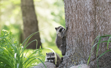 I See You, Mama Raccoon