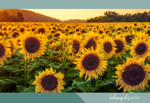 sunflower farms Indianapolis