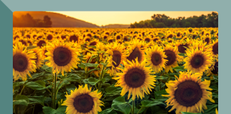 sunflower farms Indianapolis