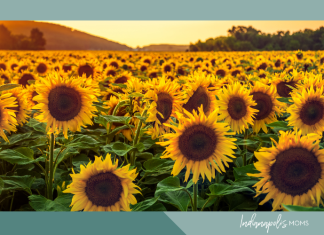 sunflower farms Indianapolis