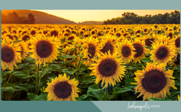 sunflower farms Indianapolis