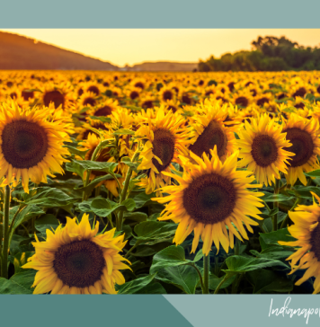 sunflower farms Indianapolis