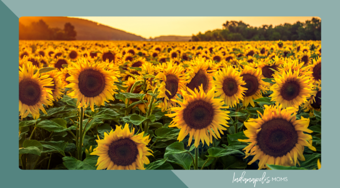 sunflower farms Indianapolis
