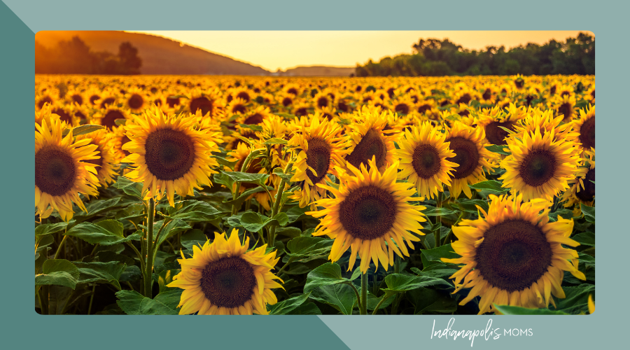 sunflower farms Indianapolis