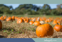 pumpkin patches Indianapolis