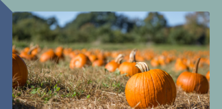 pumpkin patches Indianapolis