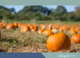 pumpkin patches Indianapolis