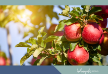 apple orchards Indianapolis area
