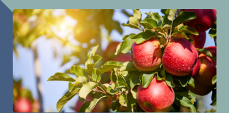 apple orchards Indianapolis area