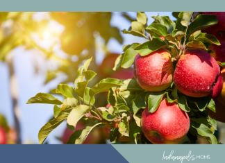 See Circle City: Guide to Indianapolis Area Apple Orchards + Fun apple orchards Indianapolis area