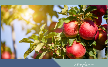 apple orchards Indianapolis area