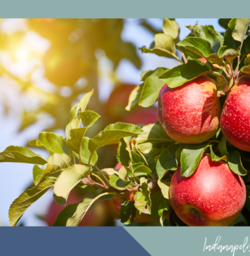 apple orchards Indianapolis area