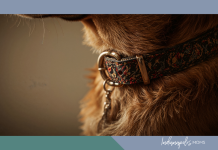 Golden Years and Loyal Hearts: Life With Senior Dogs senior dog