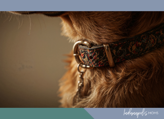 Golden Years and Loyal Hearts: Life With Senior Dogs senior dog