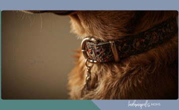 Golden Years and Loyal Hearts: Life With Senior Dogs senior dog