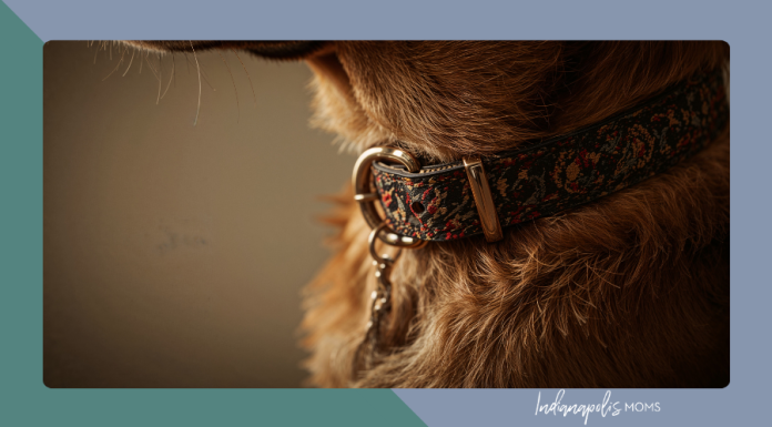 Golden Years and Loyal Hearts: Life With Senior Dogs senior dog