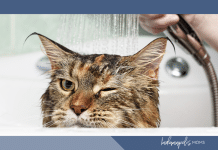 When Life Feels Overwhelming (and Then The Cats Get Ringworm)