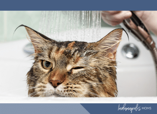 When Life Feels Overwhelming (and Then The Cats Get Ringworm)