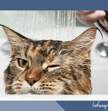 When Life Feels Overwhelming (and Then The Cats Get Ringworm)