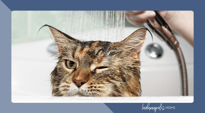 When Life Feels Overwhelming (and Then The Cats Get Ringworm)