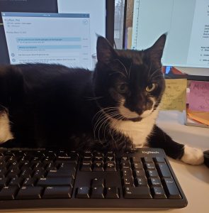 Snow Boots a black and white tuxedo cat