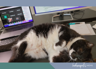 The Legend of Snow Boots the Office Cat