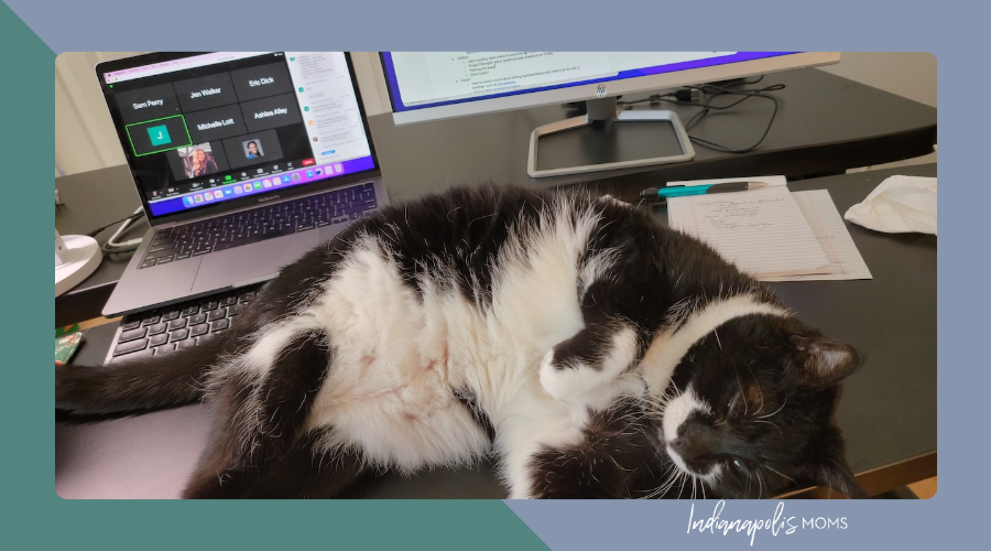 The Legend of Snow Boots the Office Cat