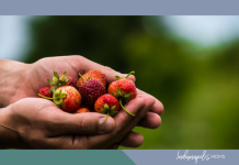 berry picking Indianapolis